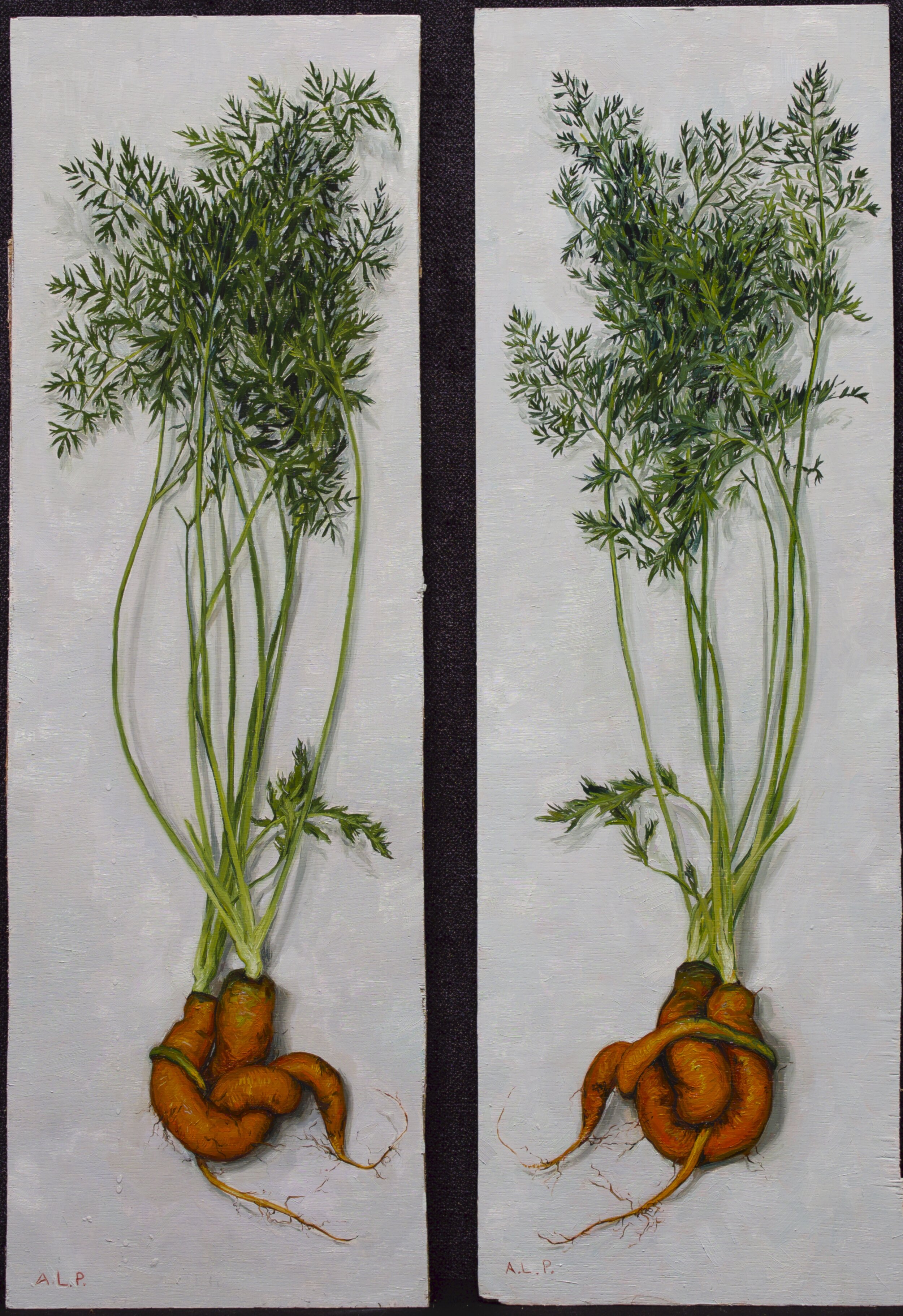 Carrots, Two Views