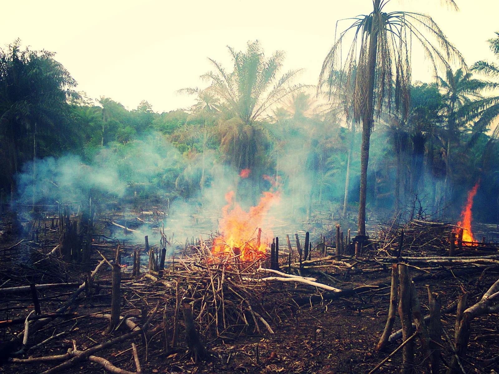 SEED Farms - Land Clearing