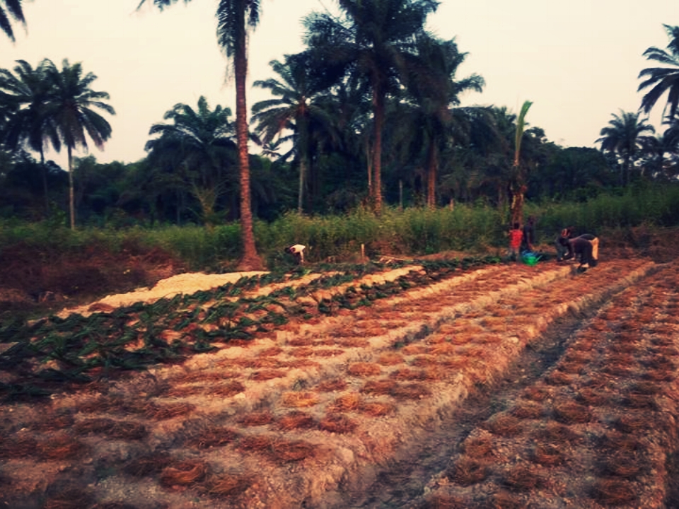 SEED Farms - Agriculture Farming