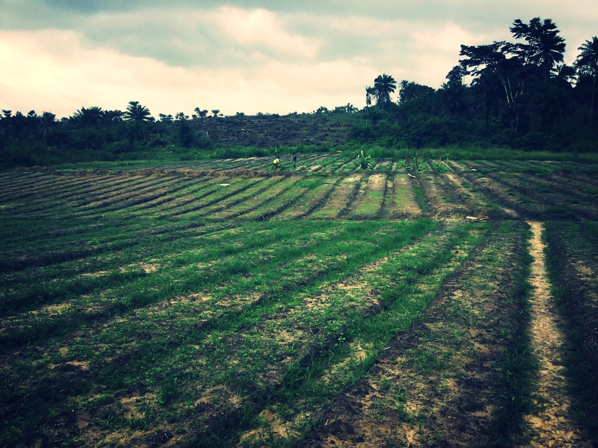 SEED Farms - Agriculture Farming