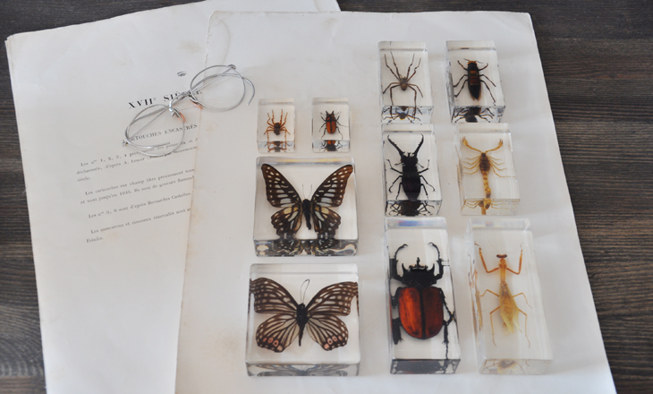 insect page.jpg