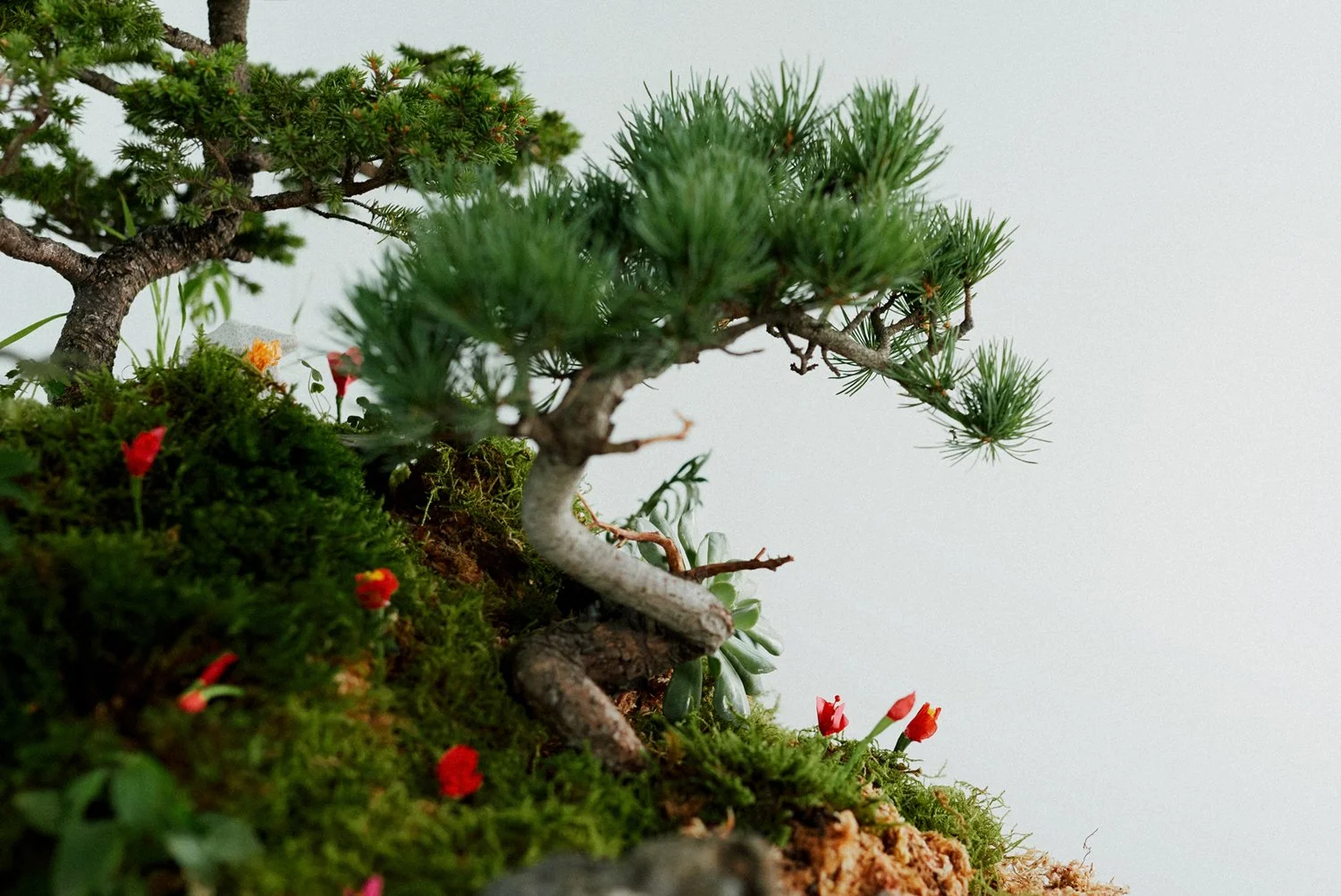 mountain of flowers5.jpg