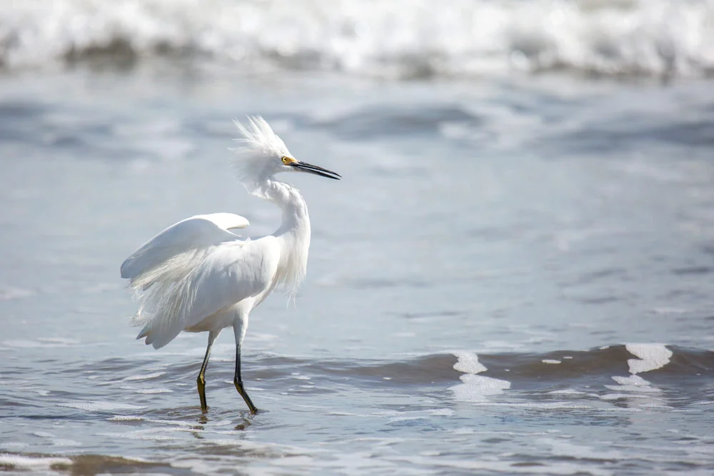 wildlife_egret2_1000x667.jpg