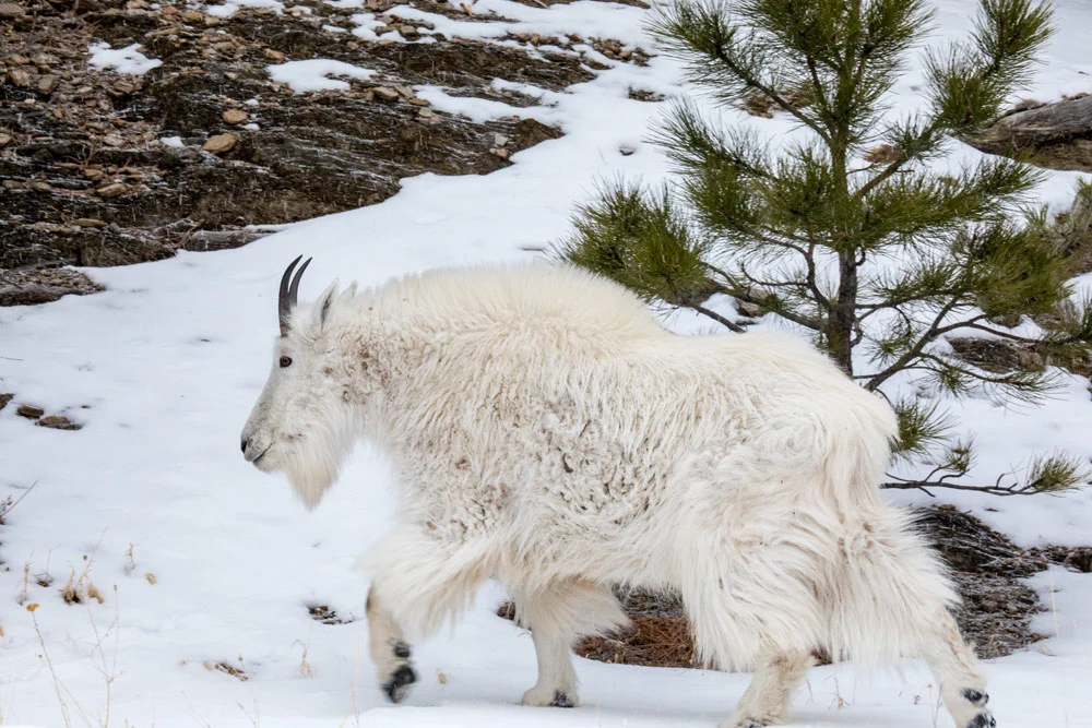 wildlife_mountaingoat1_1000x667.jpg