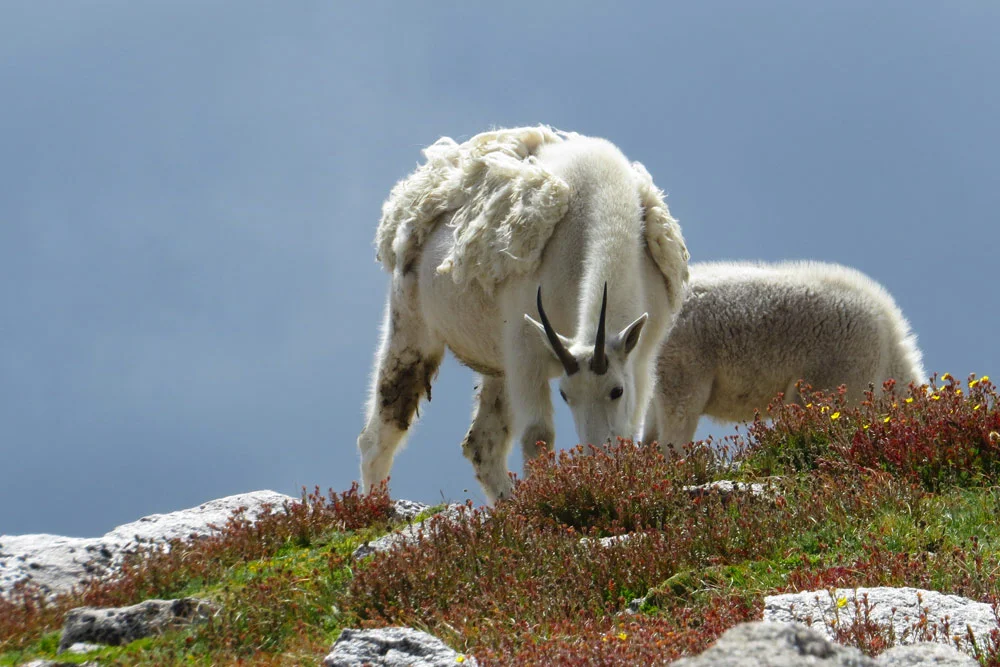 wildlife_mountaingoat2_1000x667.jpg
