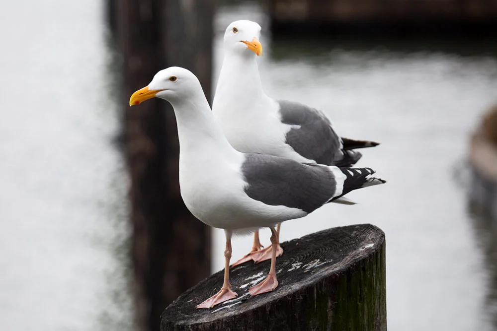 wildlife_seagulls_on_pier_1000x667.jpg