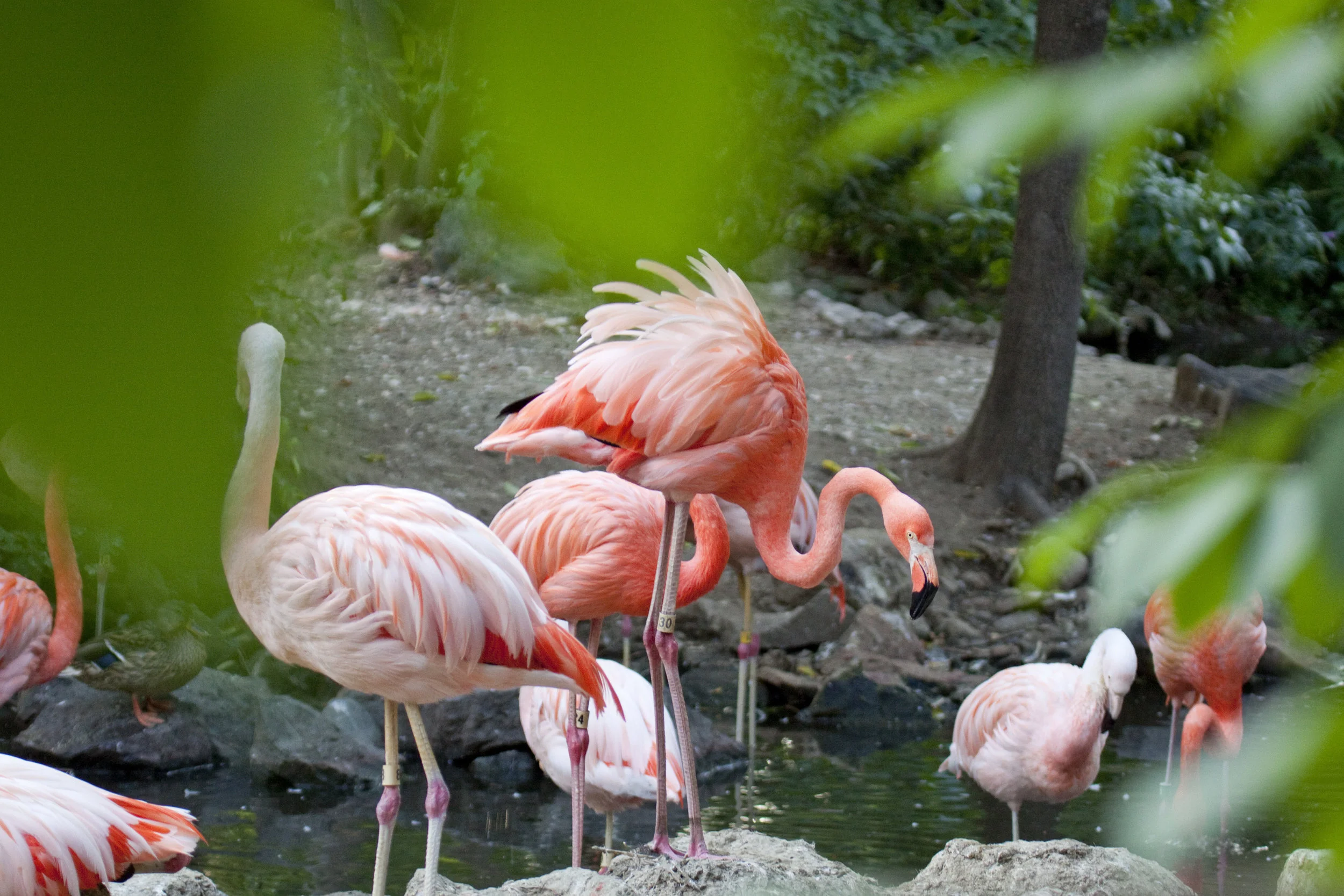 flamingos.jpg