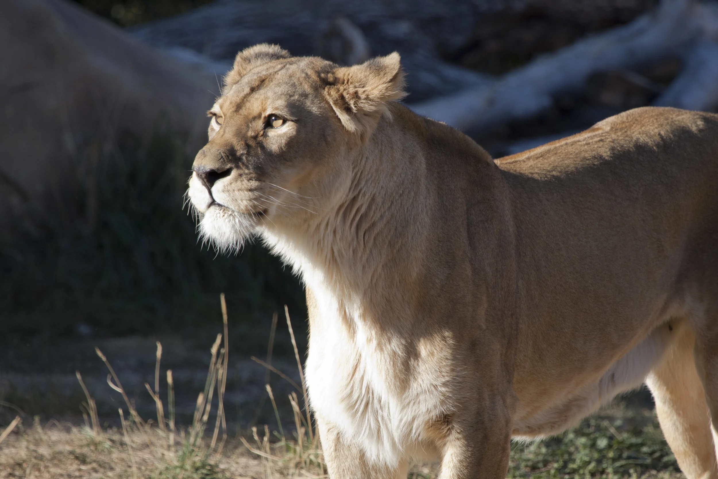 lioness.jpg