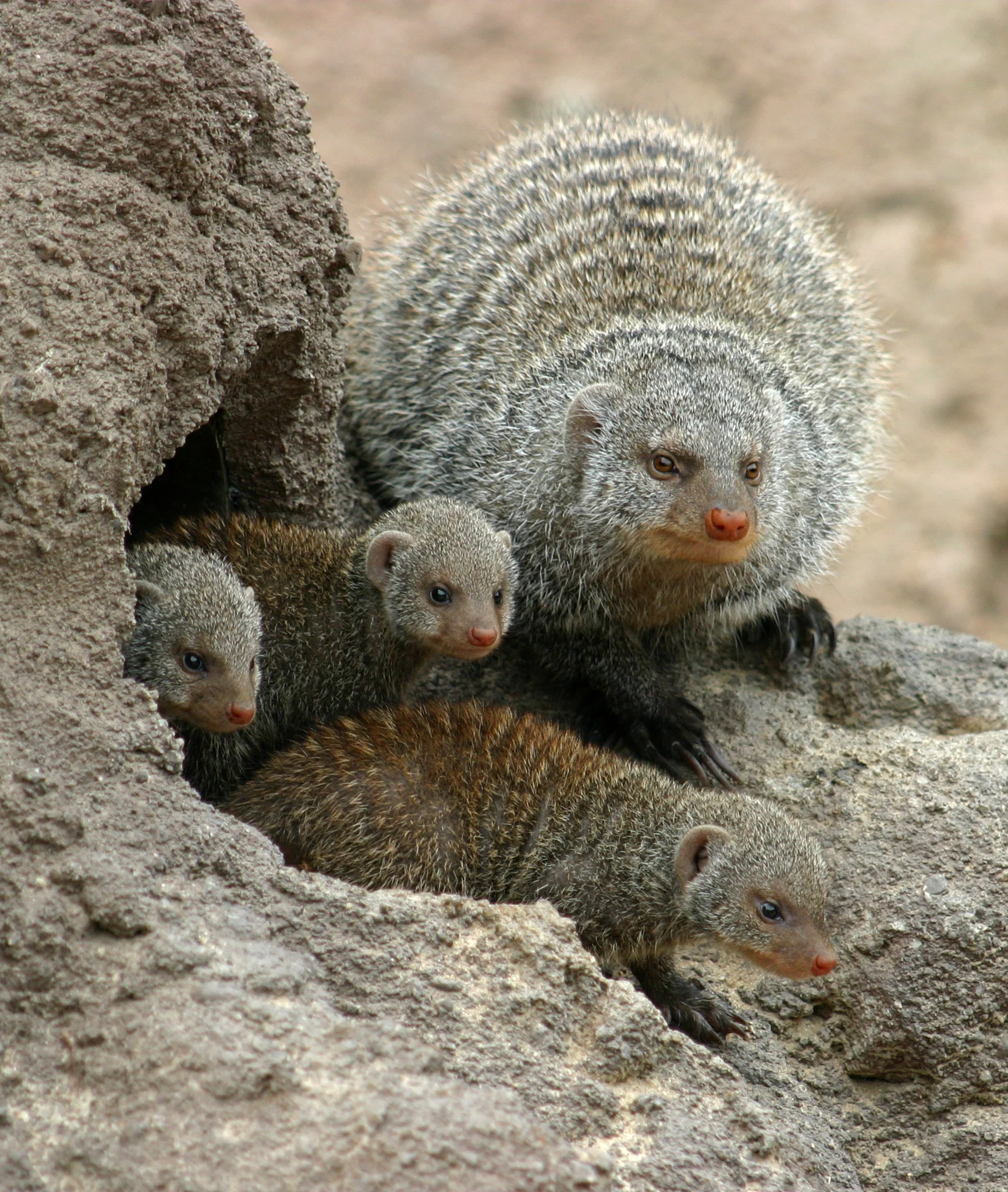 mongoose.JPG