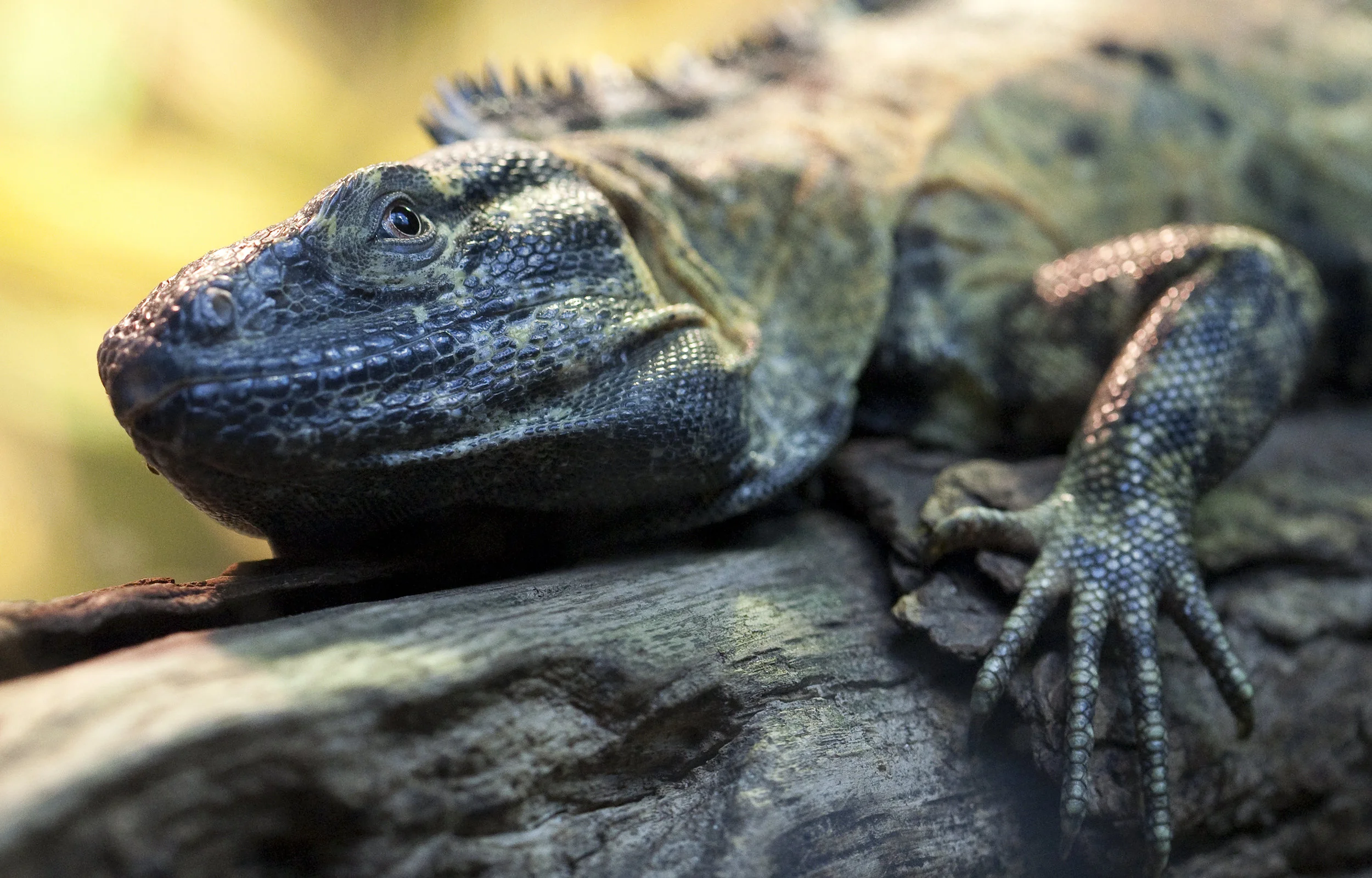 lizard.jpg