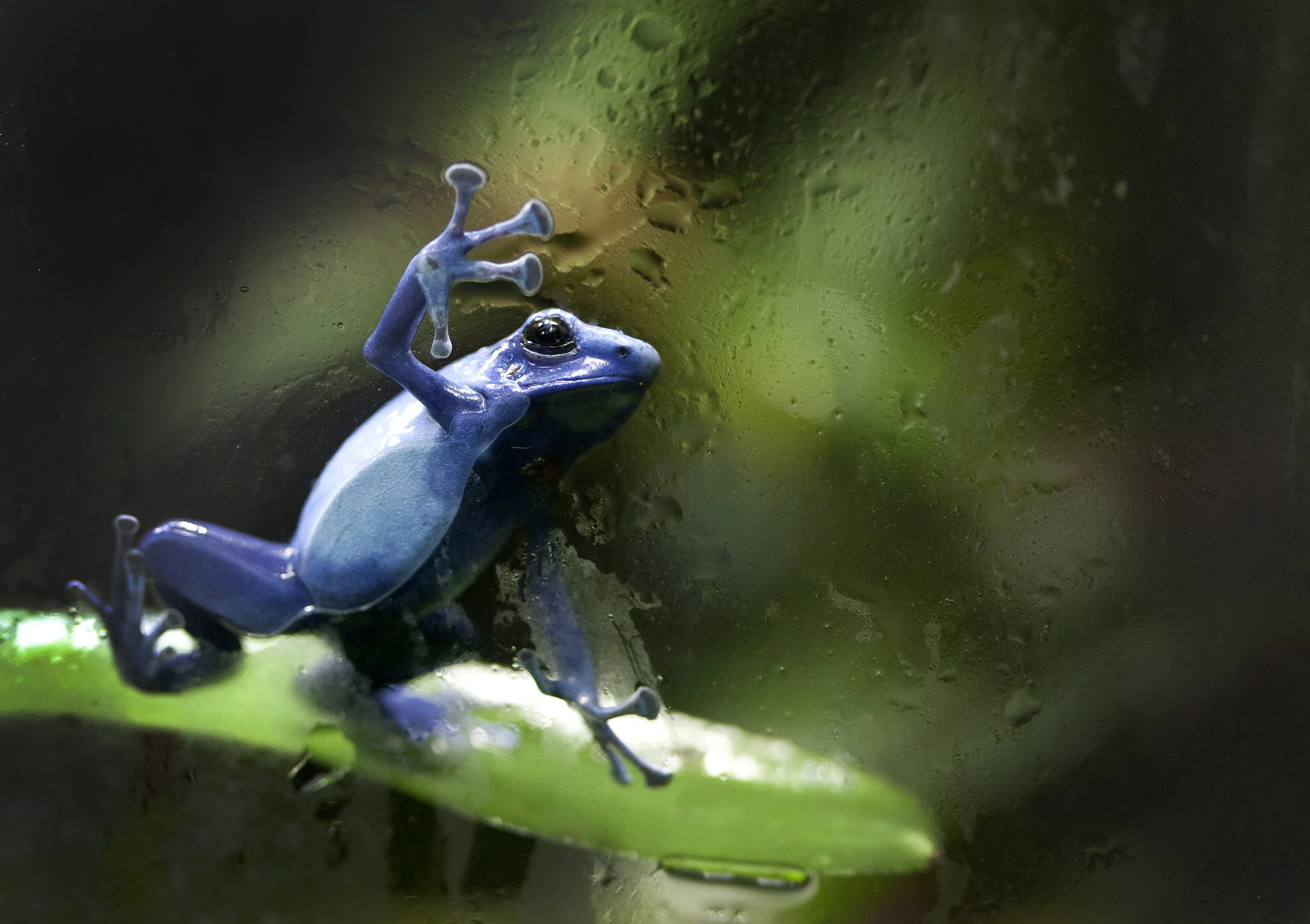 poison-dart-frog.jpg