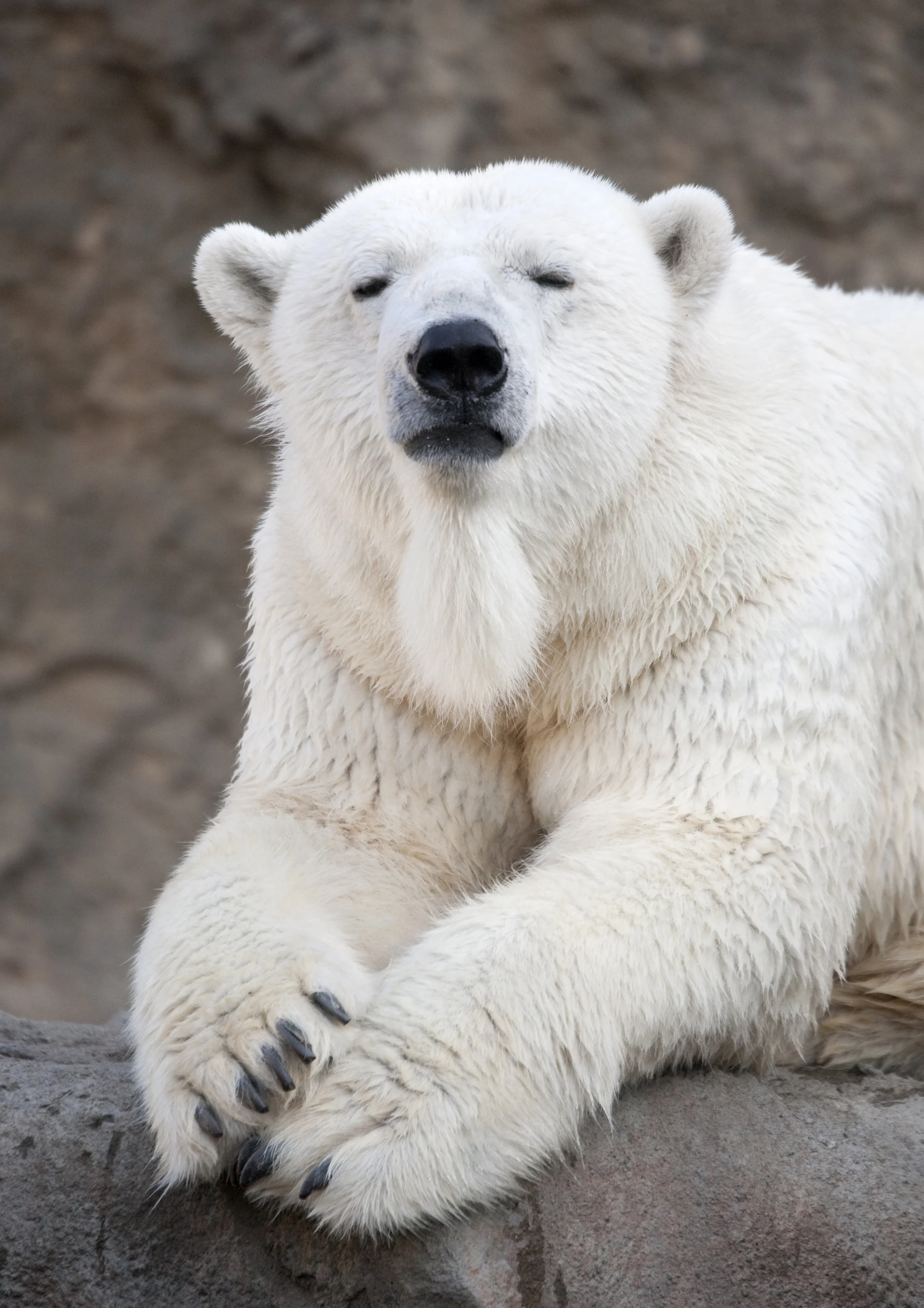 polar-bear.jpg