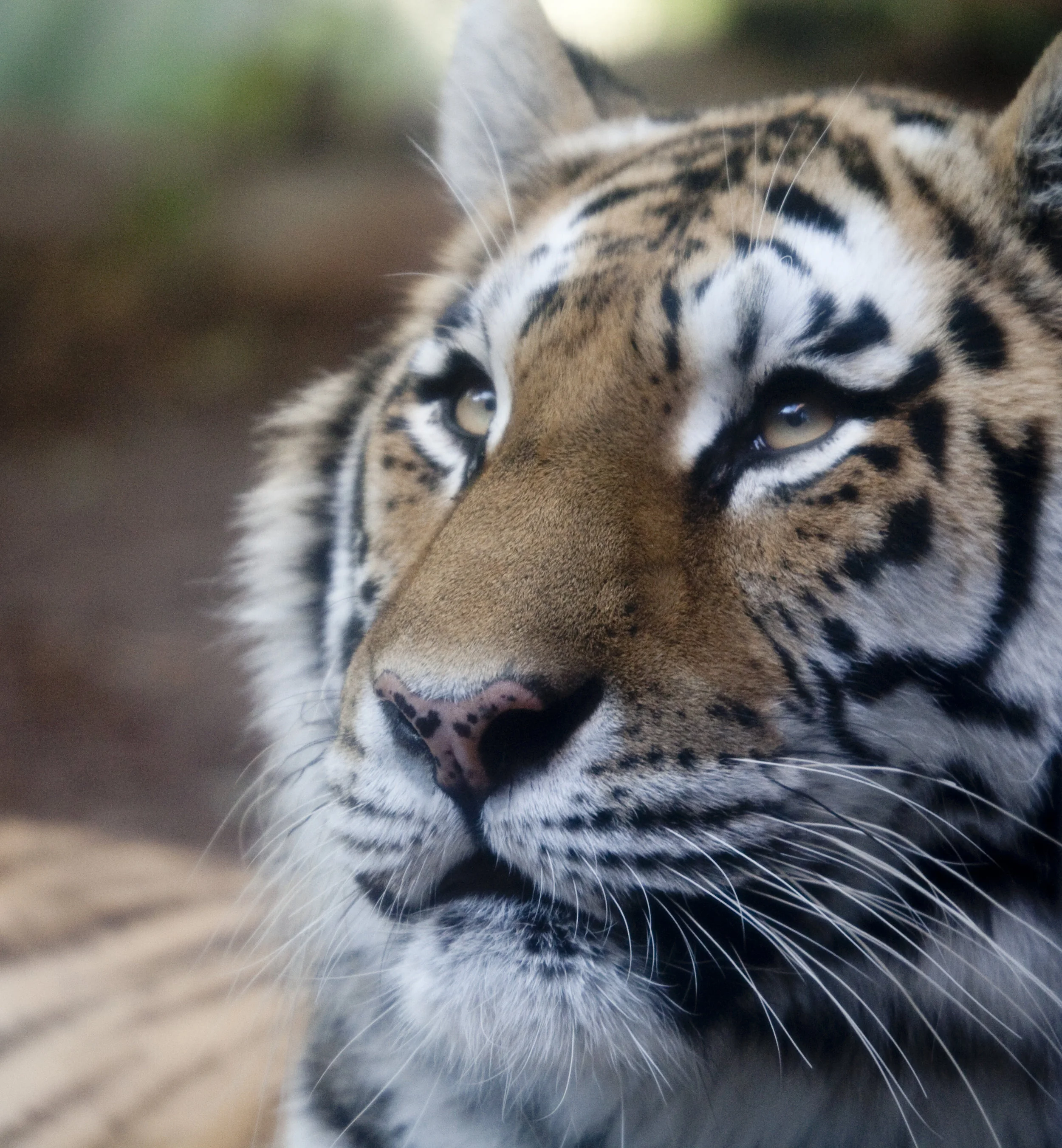 tiger.jpg