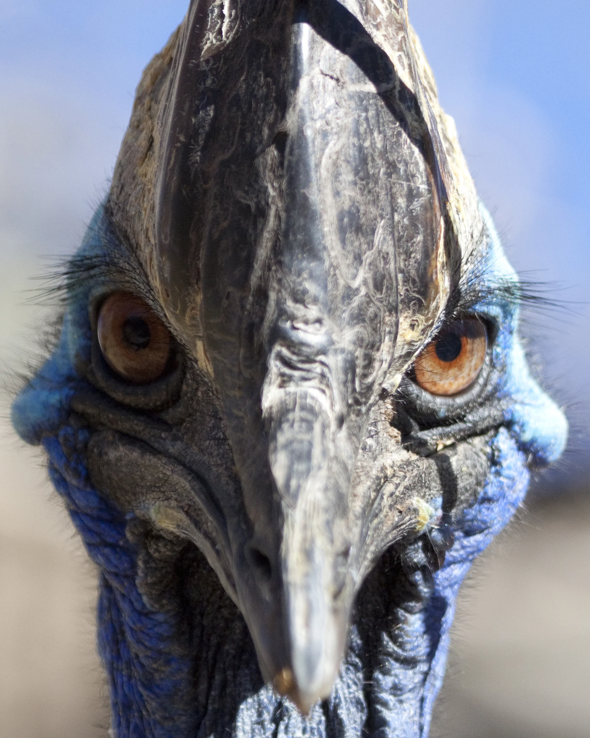 180303_animal_portraits344_CB.jpg