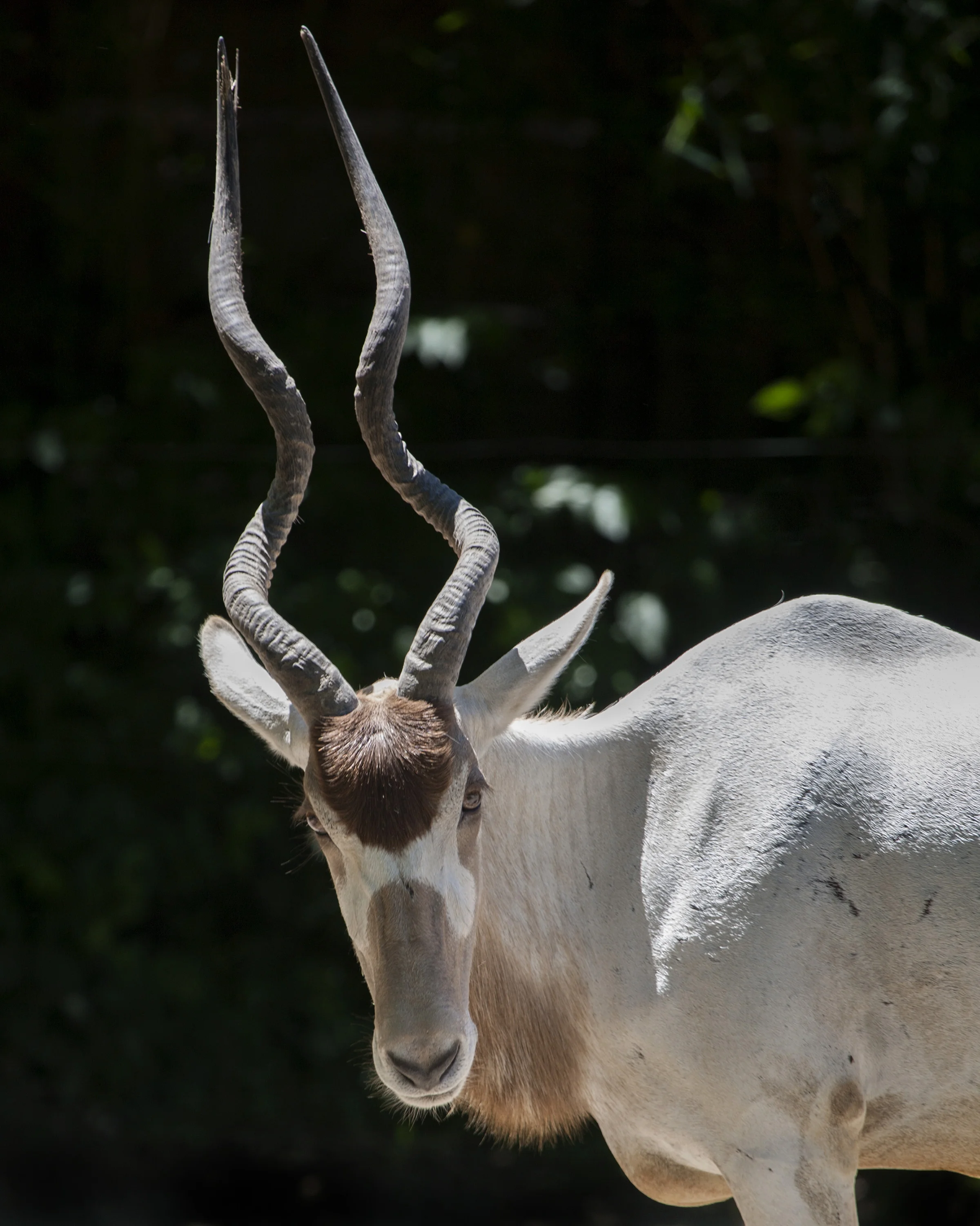 180303_animal_portraits361_CB.jpg