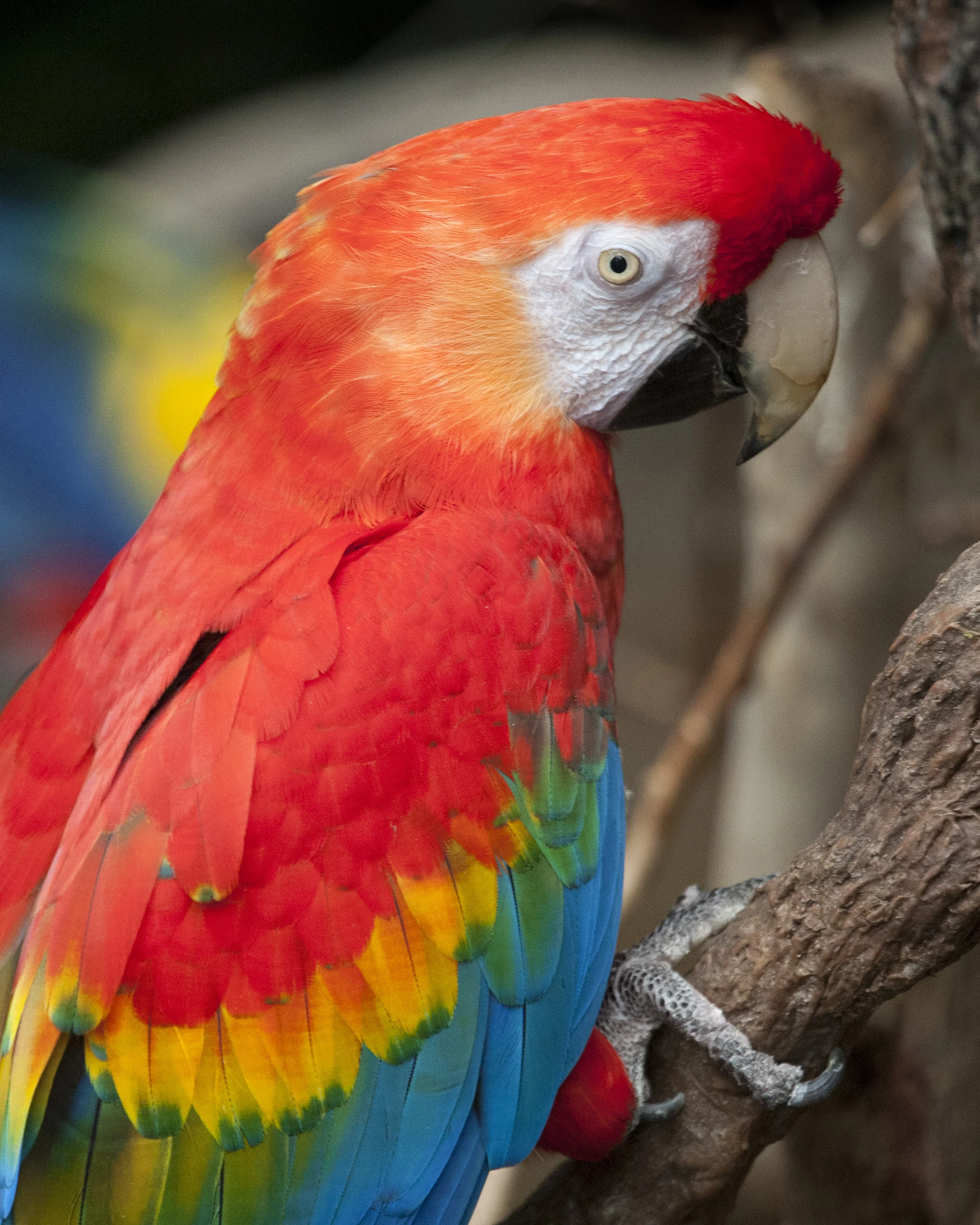 180303_animal_portraits363_CB.jpg