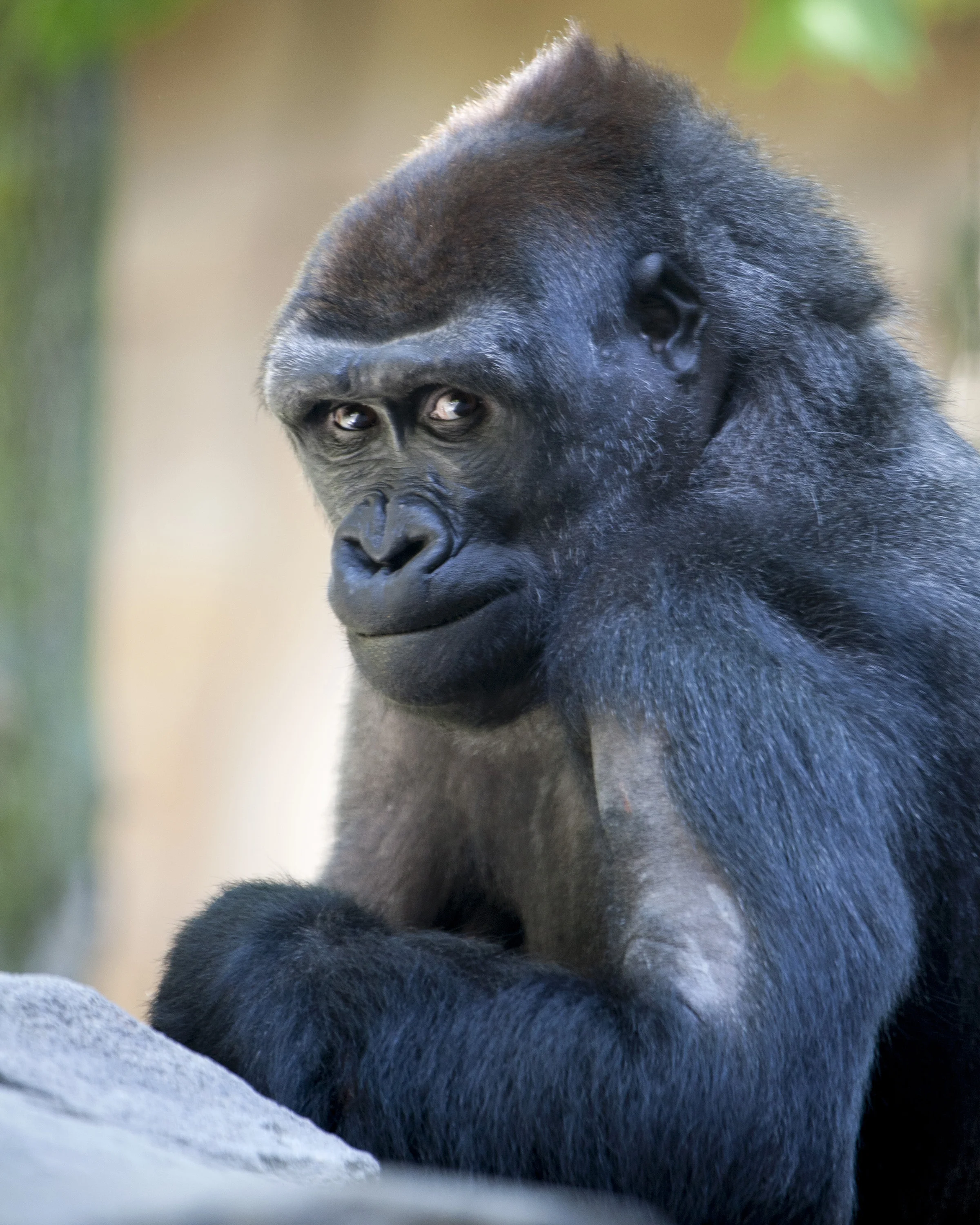 180303_animal_portraits367_CB.jpg