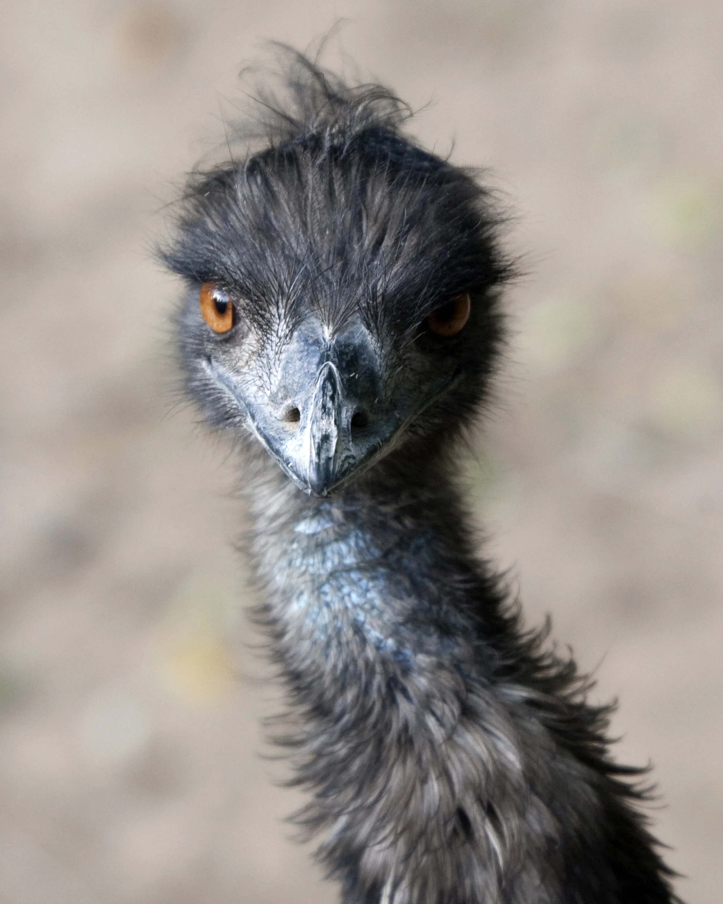 180303_animal_portraits370_CB.jpg