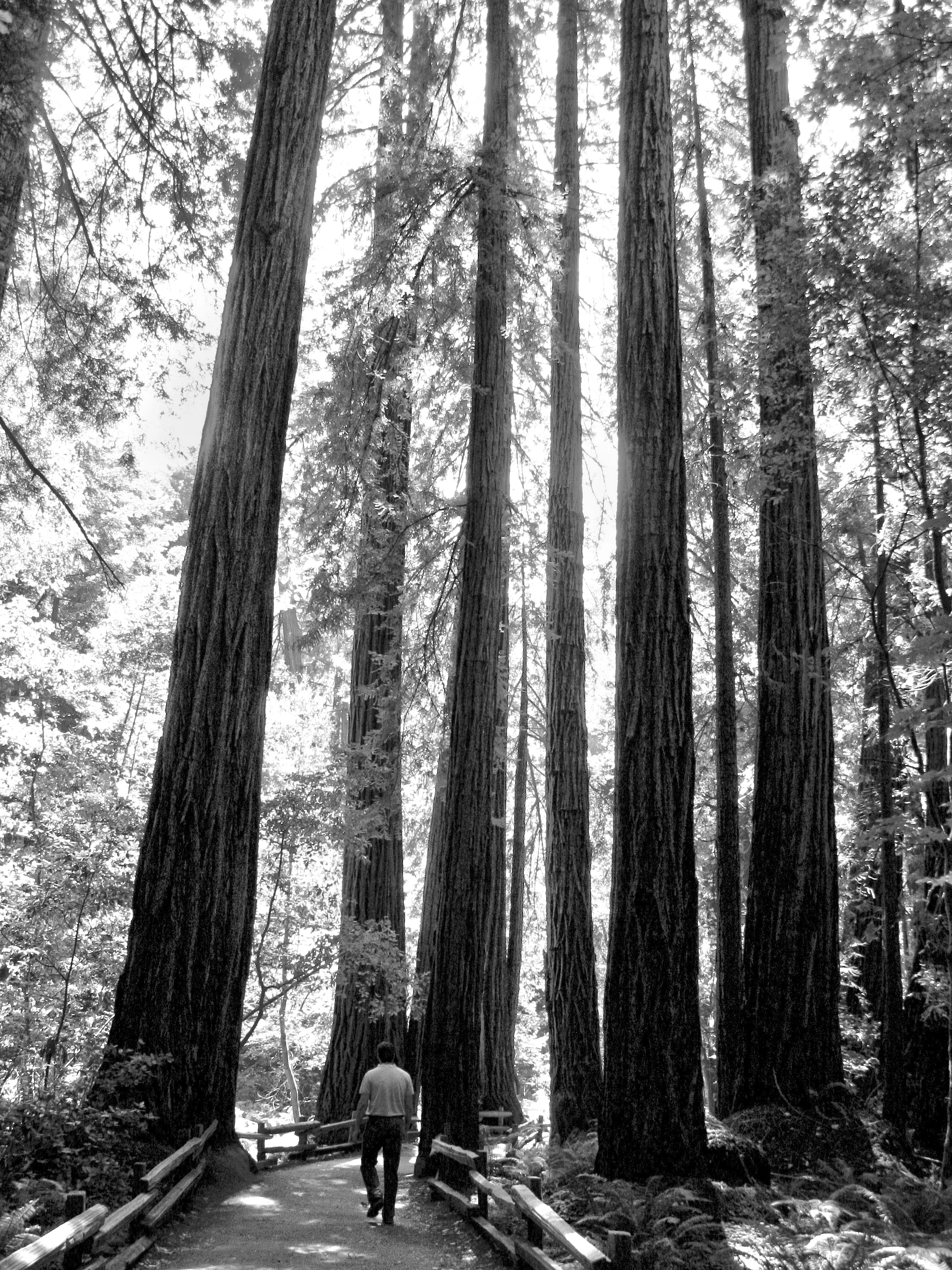 redwoods.jpg