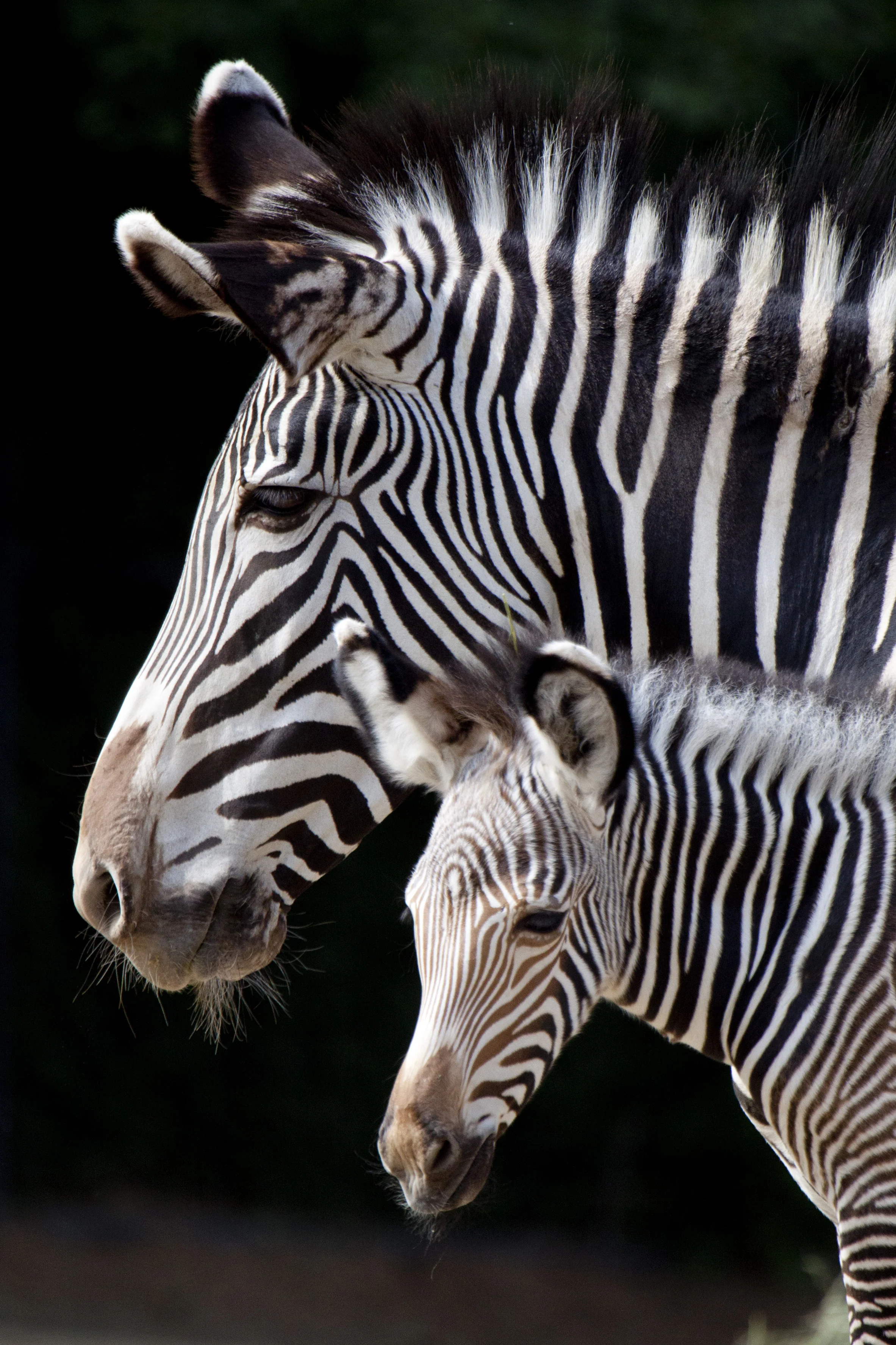 130614_baby_grevys_zebra2733_CB.jpg