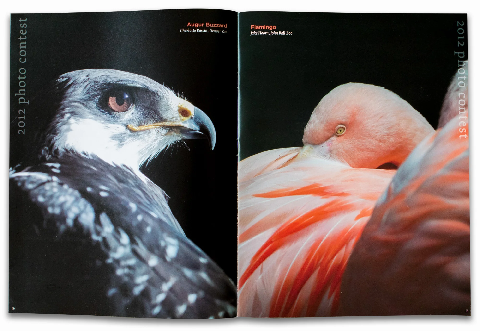 bird_publication.jpg