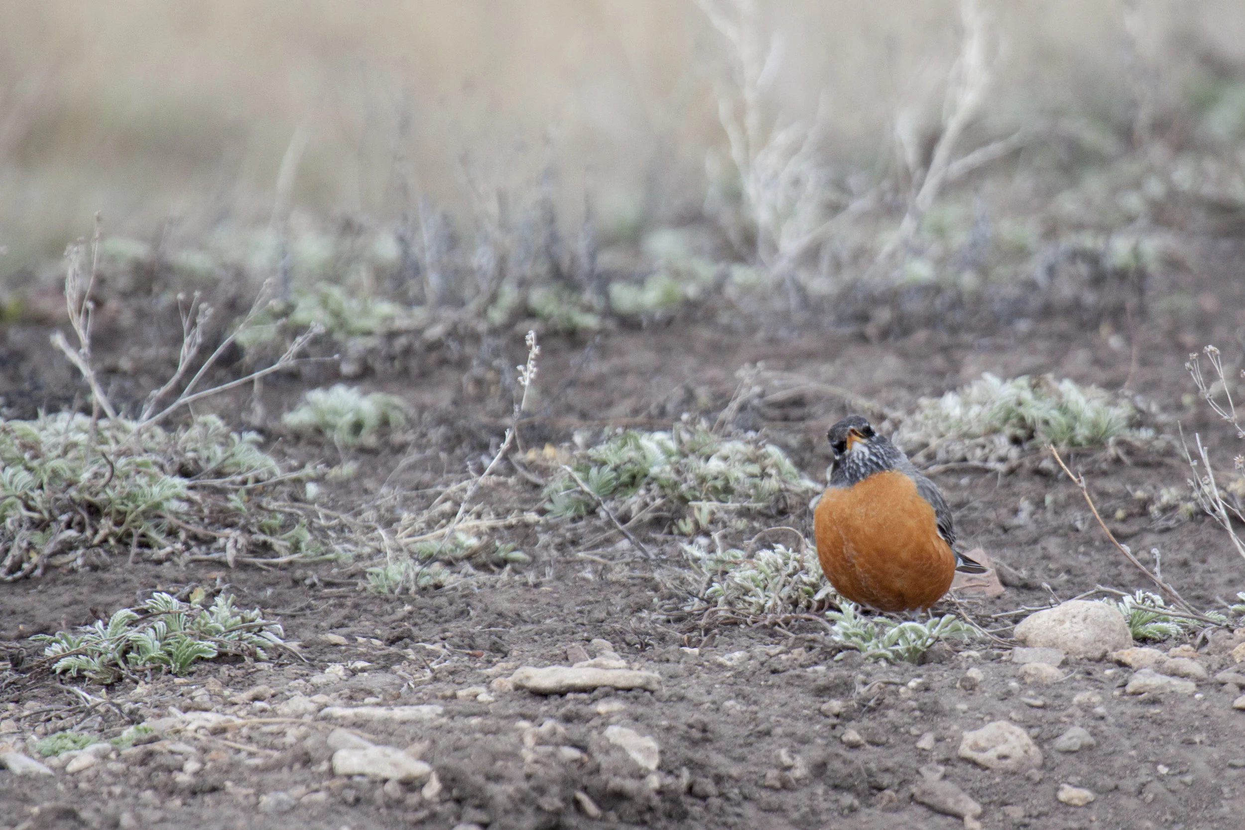 150401_Gunnison_prairie_dog_conservation_project457_CB.jpg