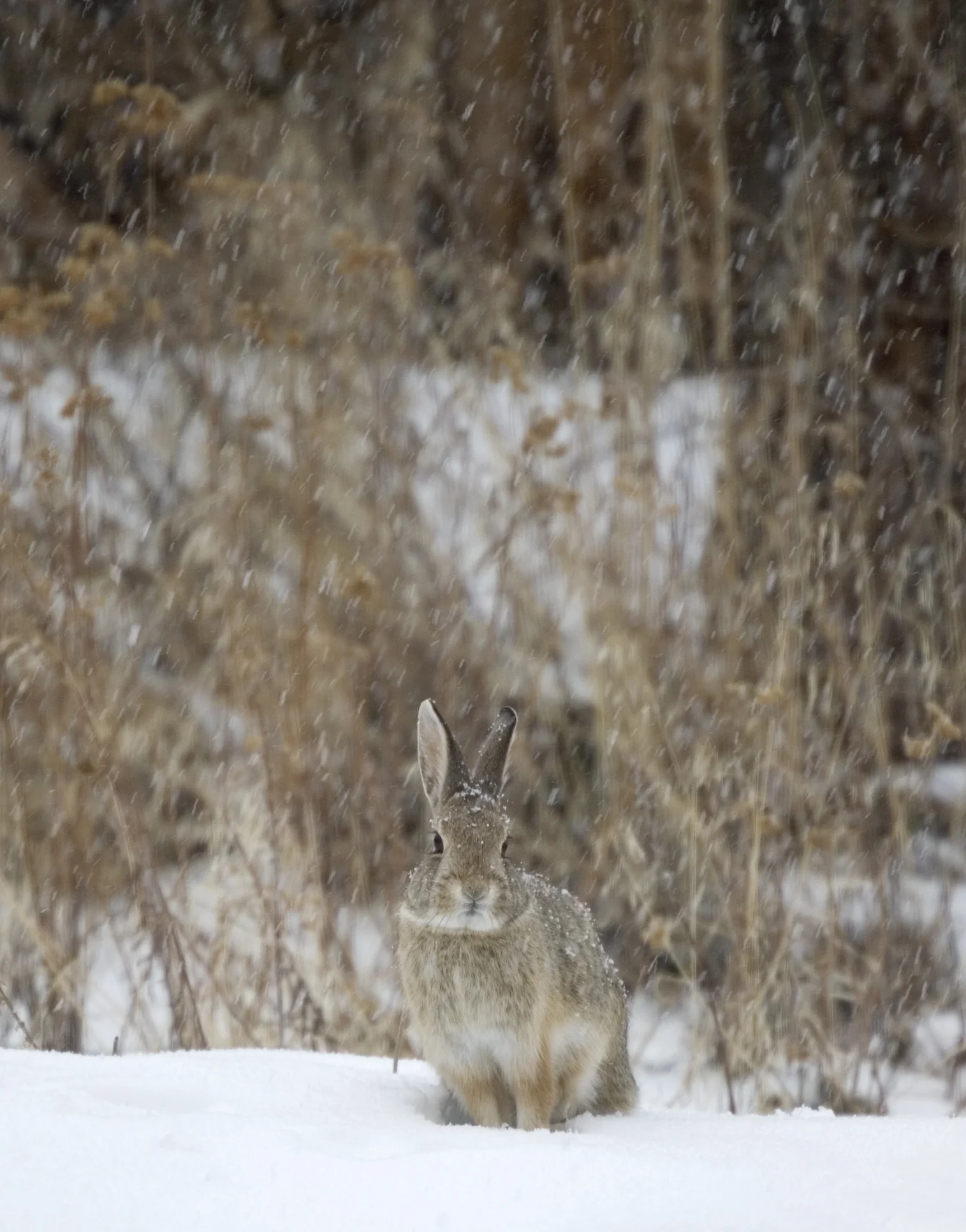 IMG_3841b.jpg