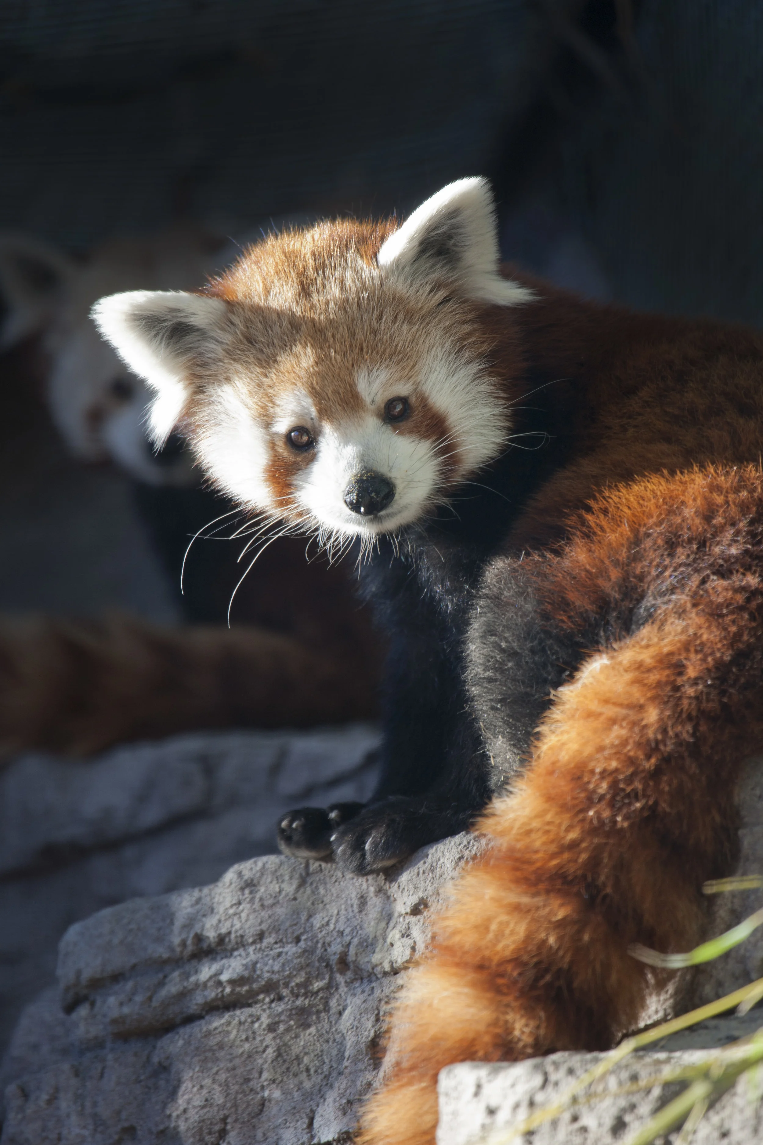 130122red_panda-chewbacca-daisy0153_CB.jpg