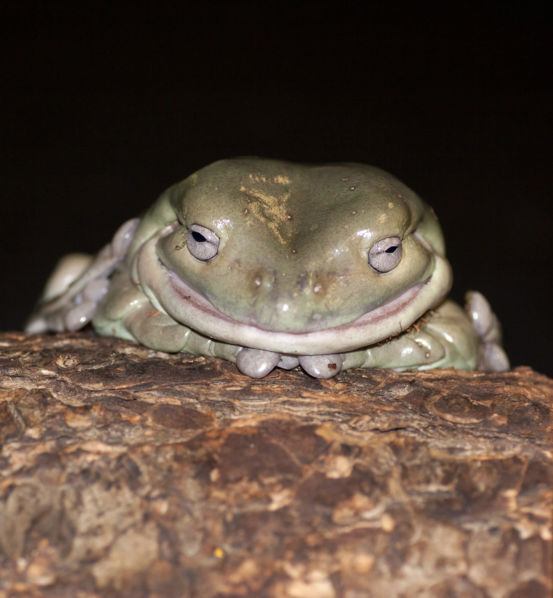 130809whitestreefrog4814_CB.jpg