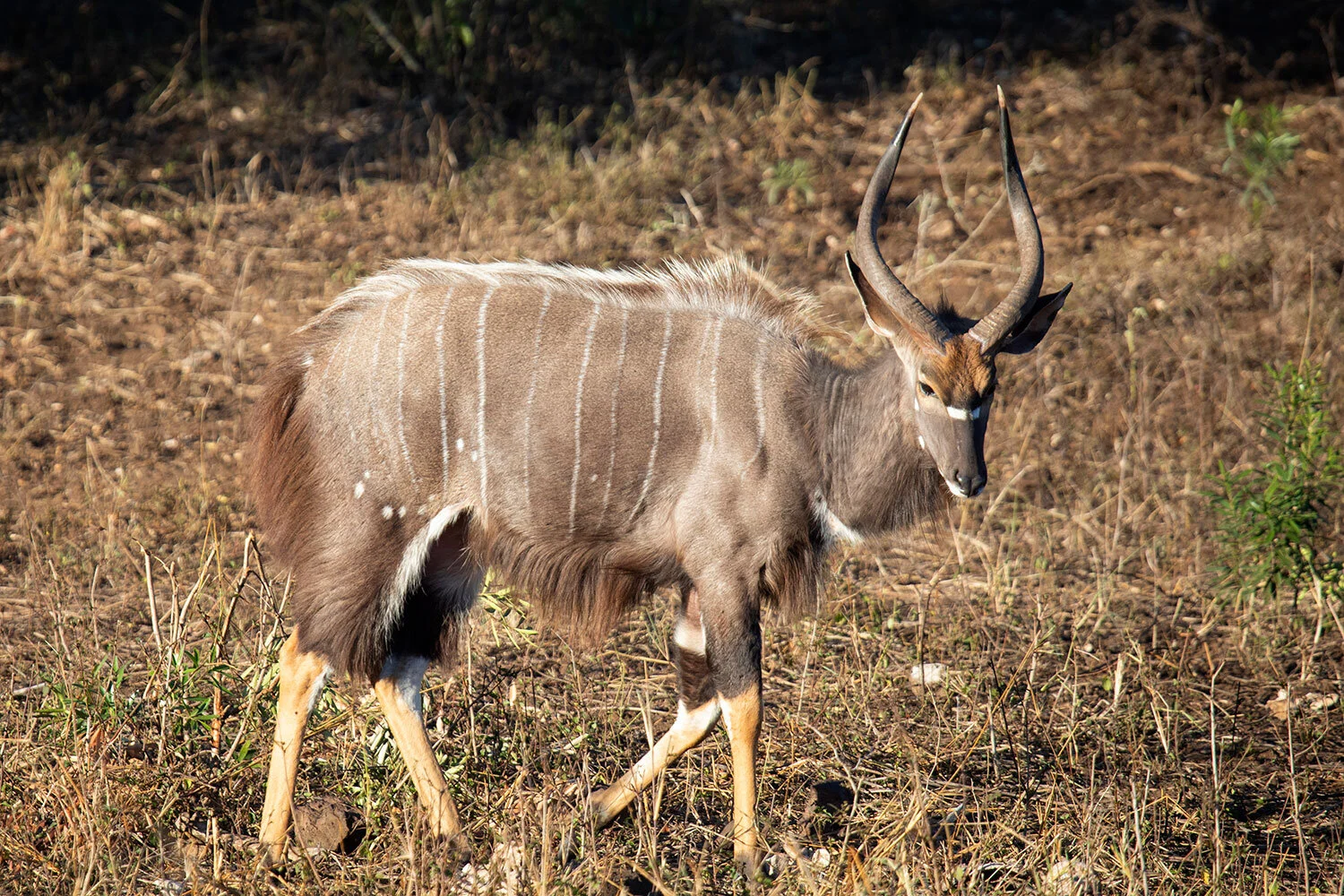 40_nyala536_CB.jpg