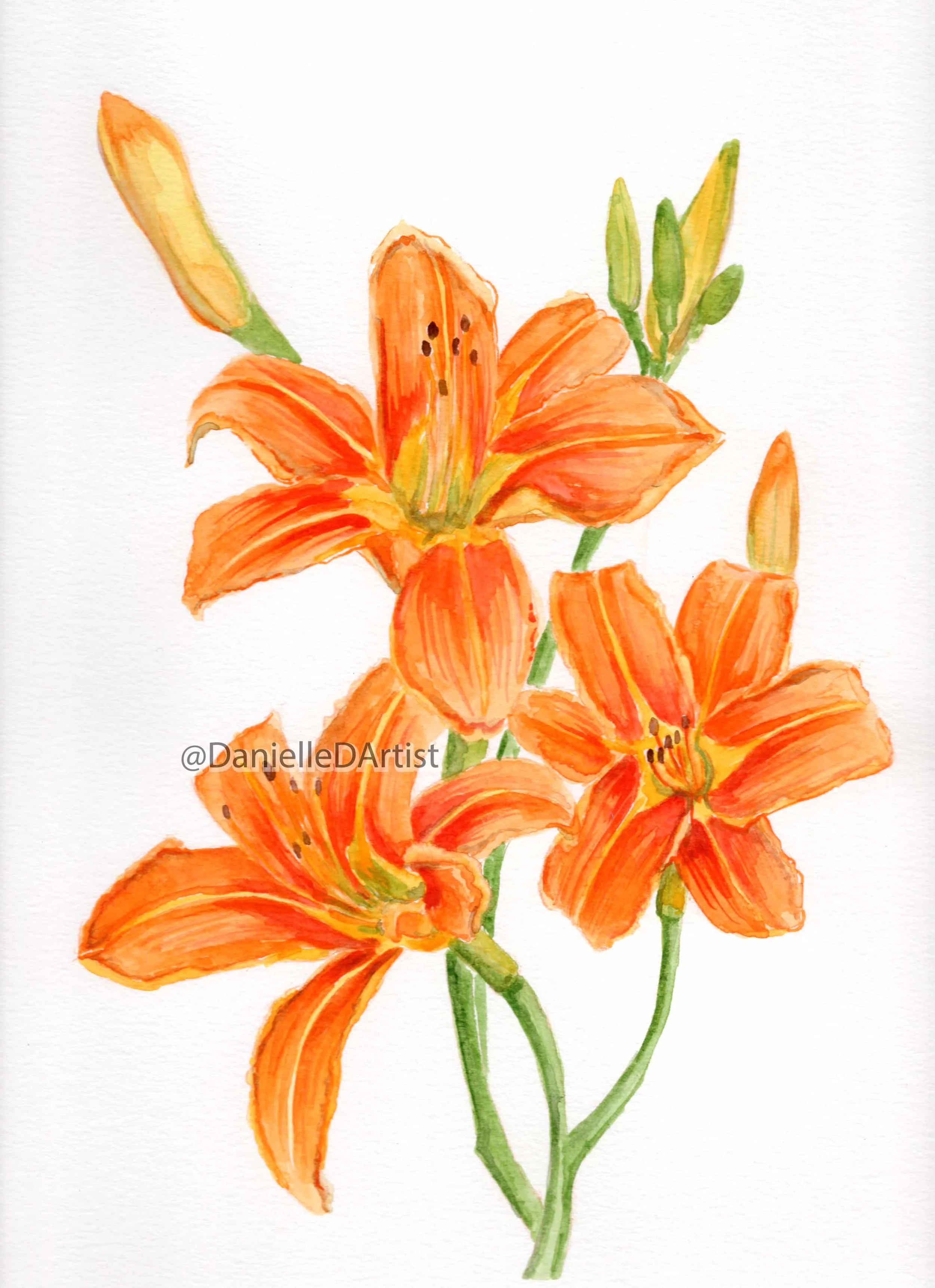 daylilly.jpg