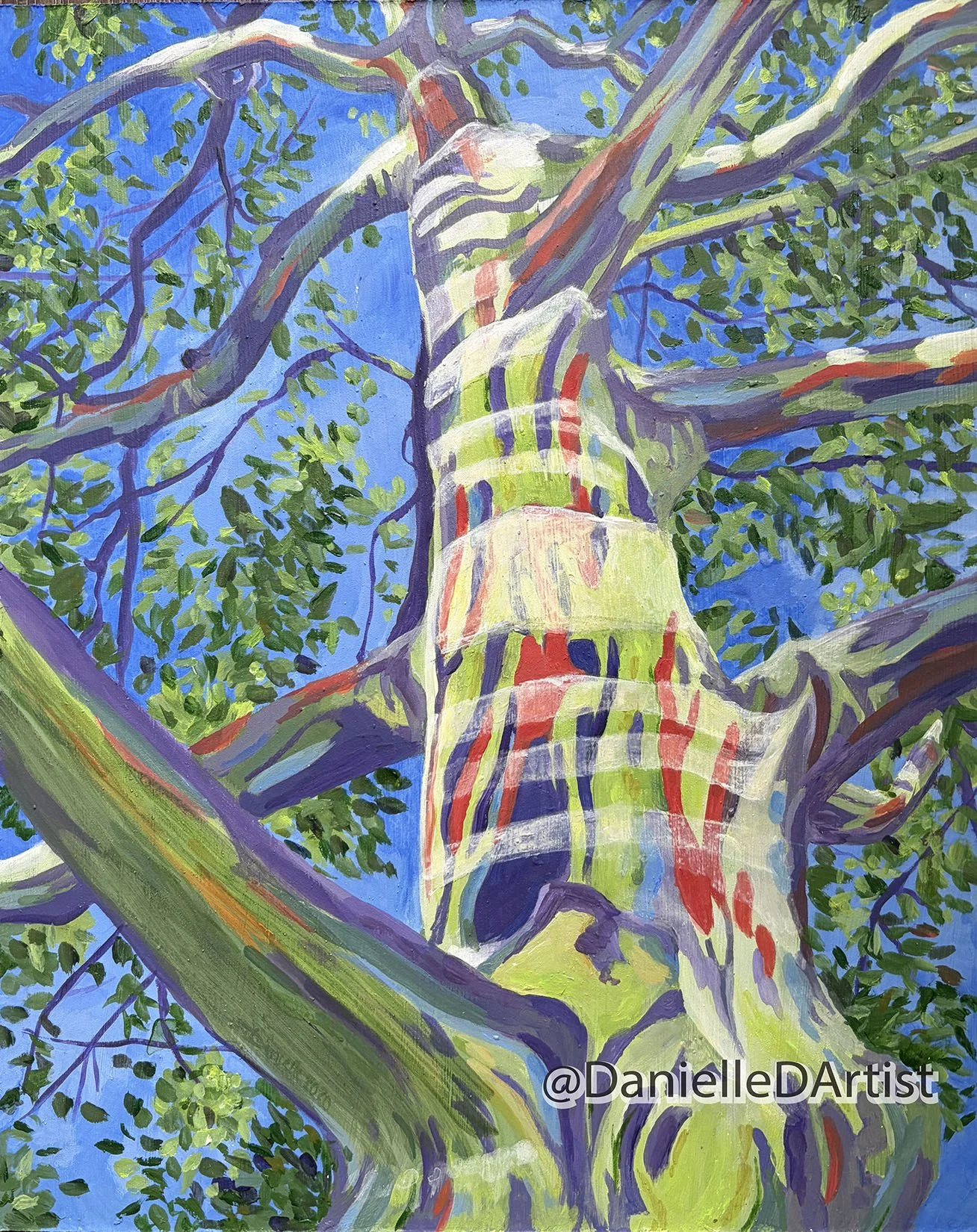 Rainbow  Eucalyptus