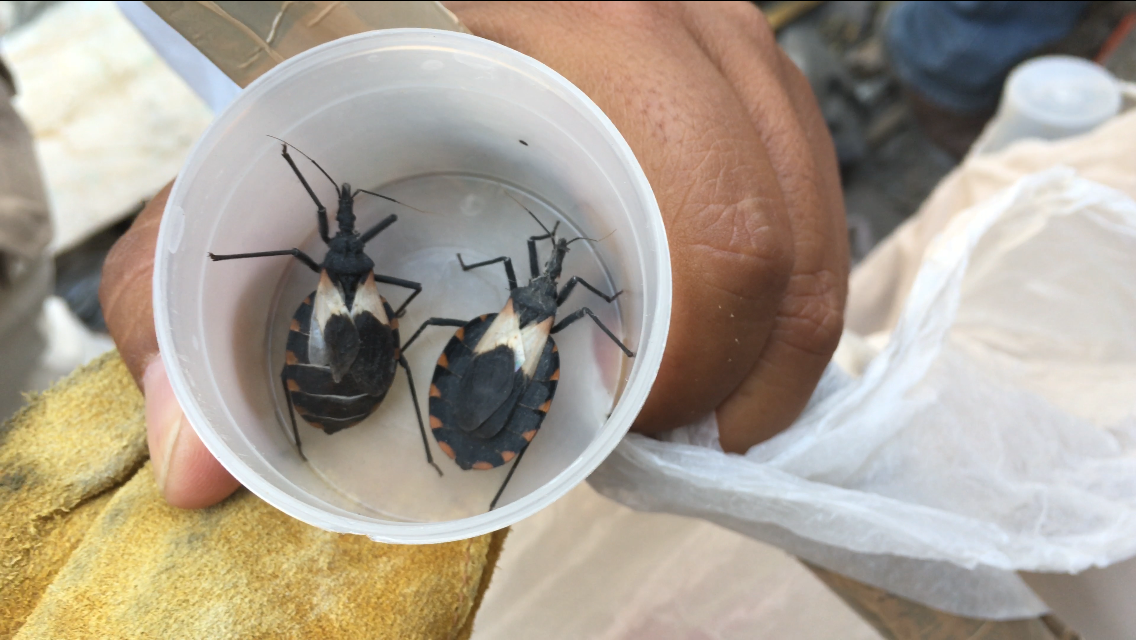  To get video footage and a better understanding of how people become infected,&nbsp;I shadowed bug hunters in Cuernavaca Mexico to film them conducting home inspections. They use their findings to map the prevalence of the Triatomine bug (vector of 