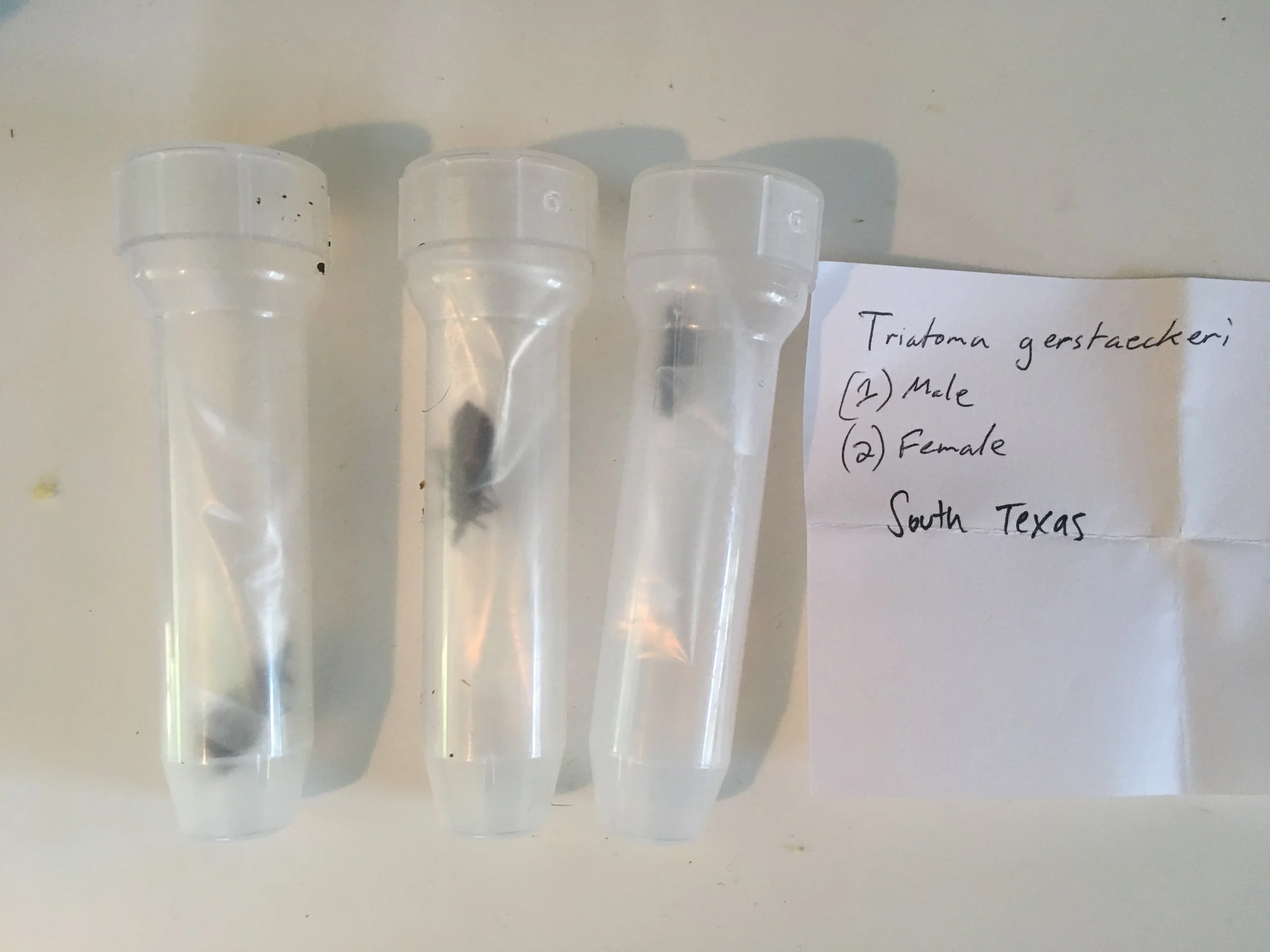  The Triatomine bugs that transmit Chagas disease exist in the southern United States but the particular species found in this region is not as effective of a transmitter of the parasite to humans. There are however widespread cases of dogs contracti