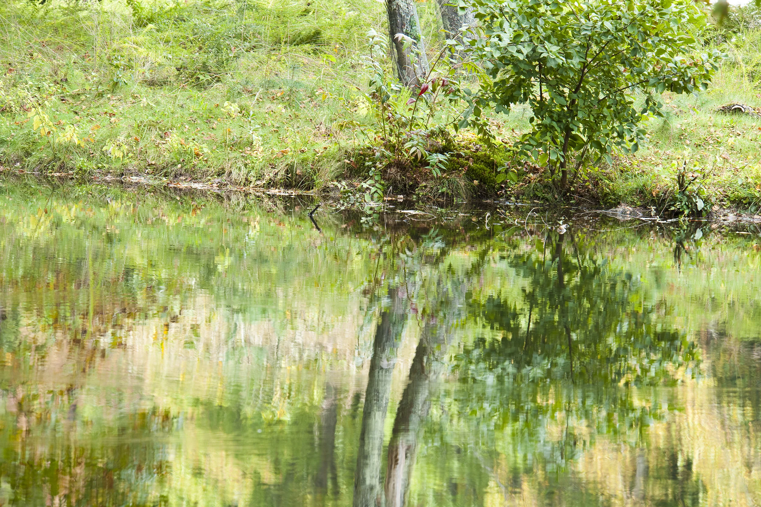 "Reflections"