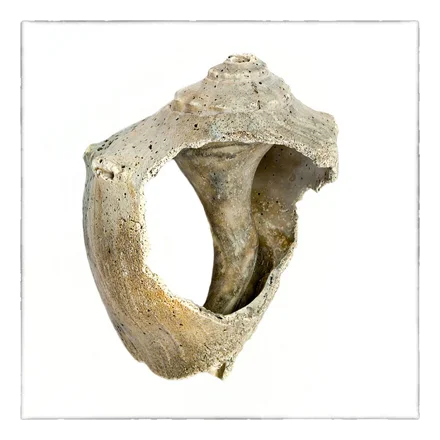 Shell X, Photograph