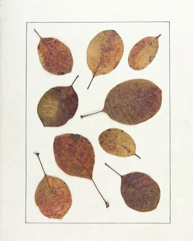 "Cotinus Coggygina"