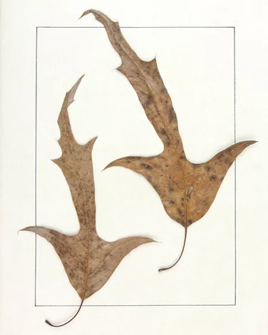 "Quercus falcata"