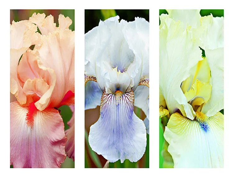 "Three Iris"