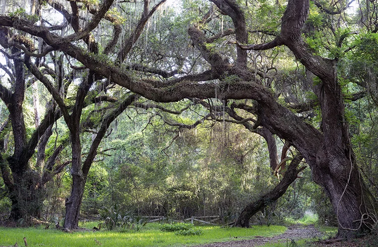 "Nature's Tabernacle"