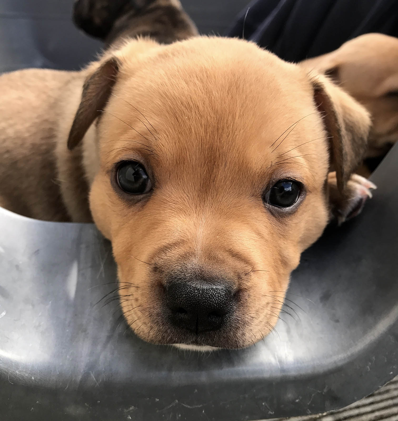 Puppy.jpg