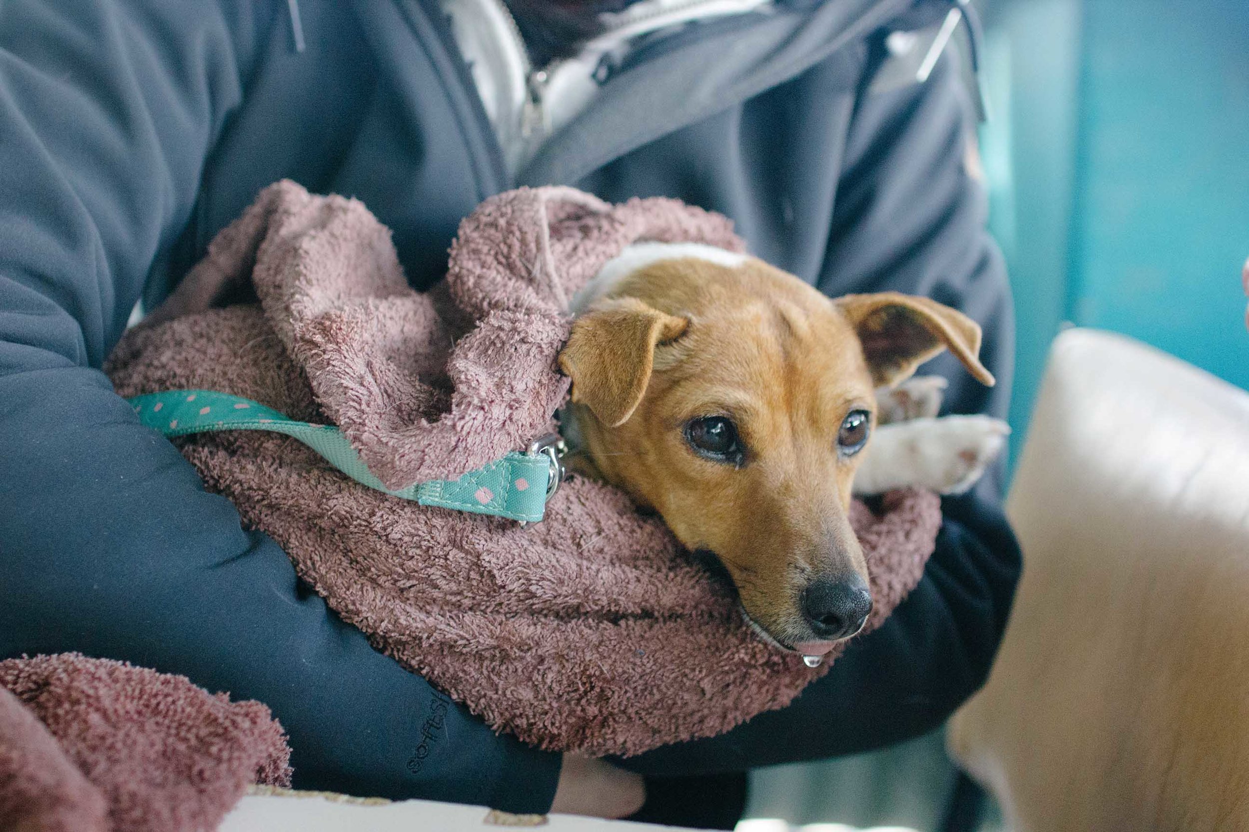 Dog Patient.jpg