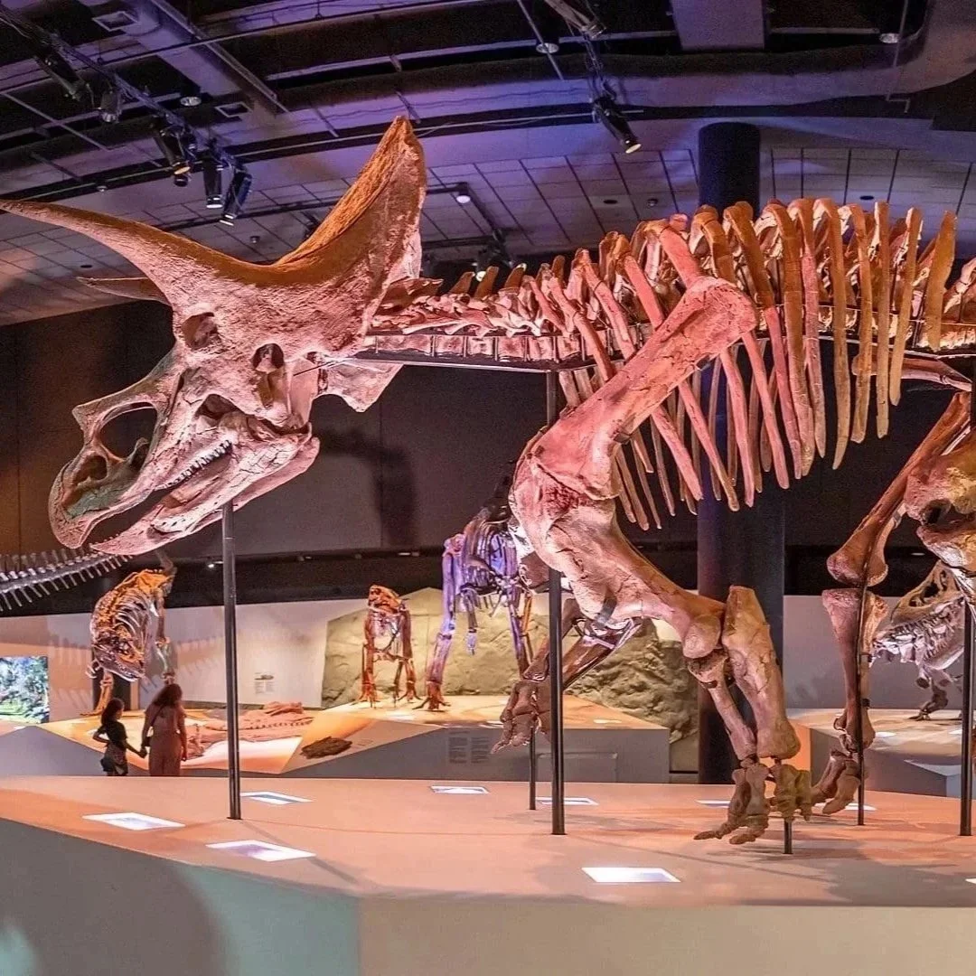 2026 - Houston Museum of Natural Science - Houston