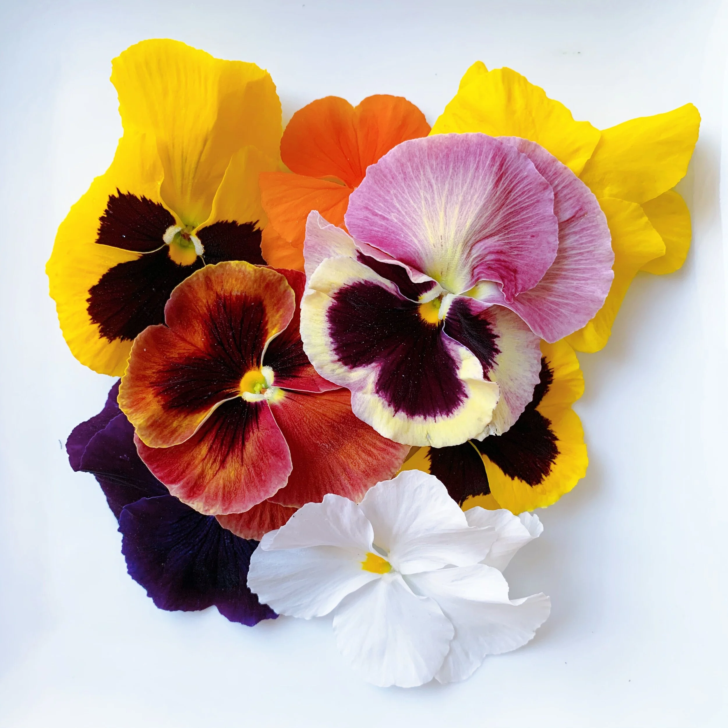 That Cheese Plate S Guide To Edible Flowers That Cheese Plate