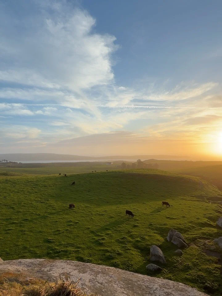 Just a bunch of happy cows out here on the Northern California leg of the tour. Truly having the best time exploring between the snacky parties 🥹💐🧀 

Let me know what to check out next in Seattle!