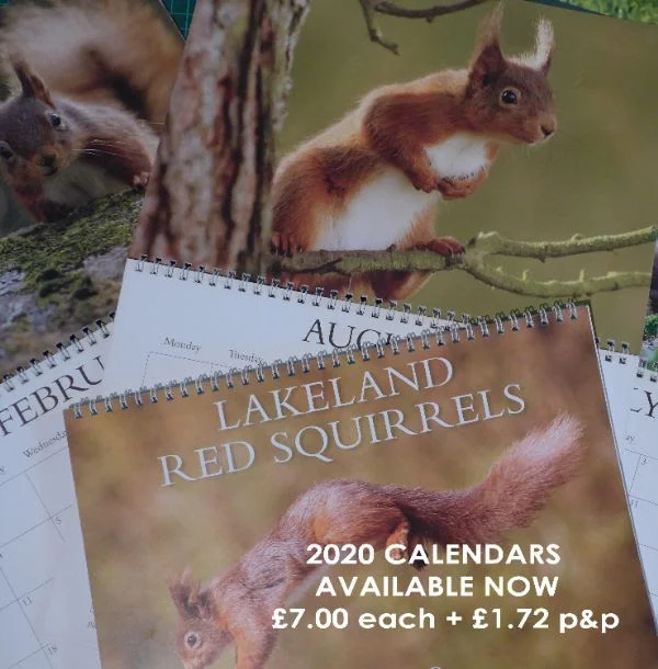 To order a calendar email to: calendars@westmorlandredsquirrels.org.uk
