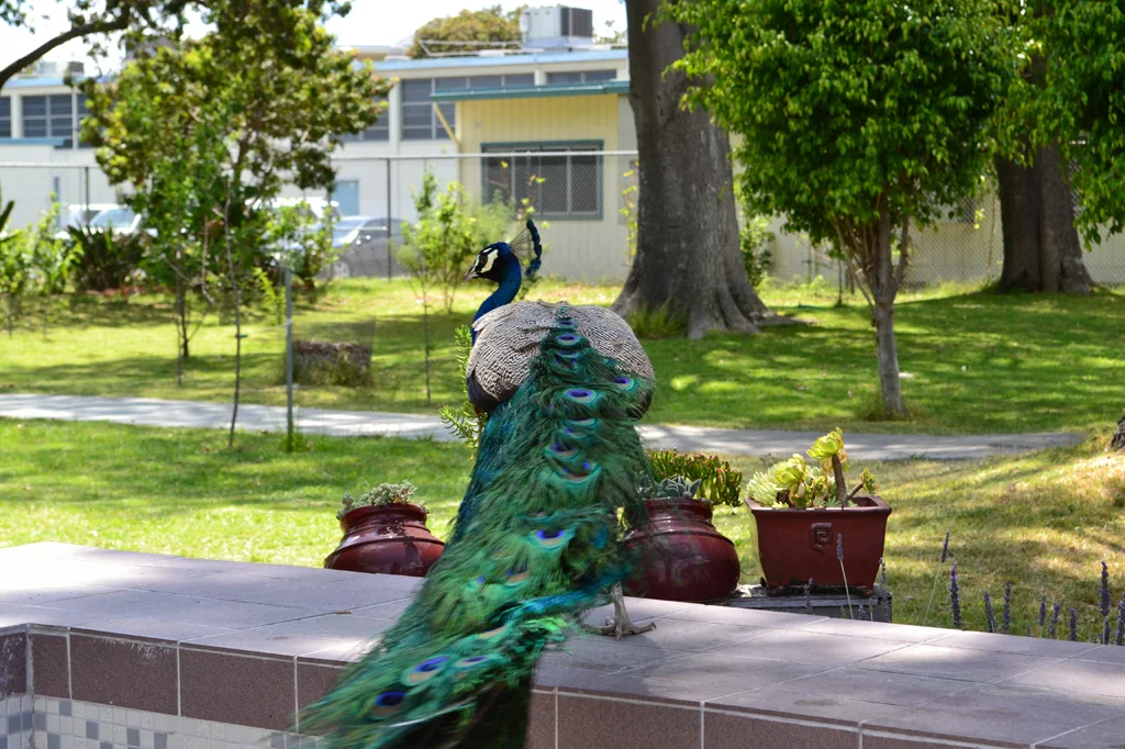 PeacockWandering.jpg