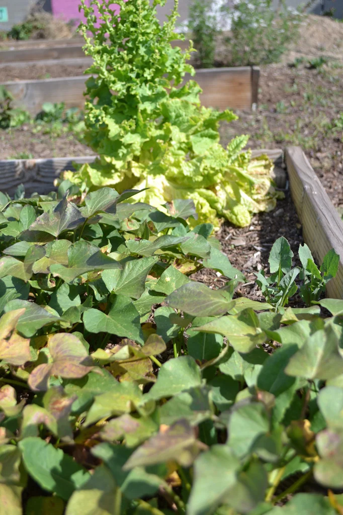 GardenBeds.jpg