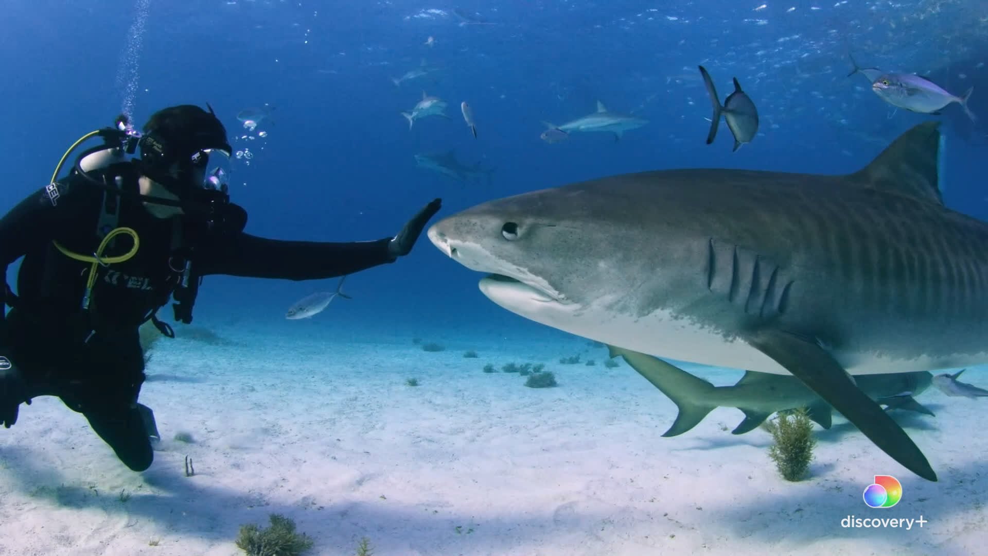 How Saving Sharks can Help Save Ourselves: An Interview with EMA Board Member Eli Roth 