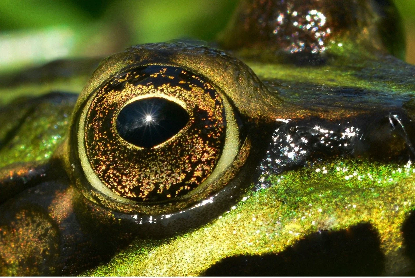 EMA Green Streaming Guide for May (Biodiversity Month) 